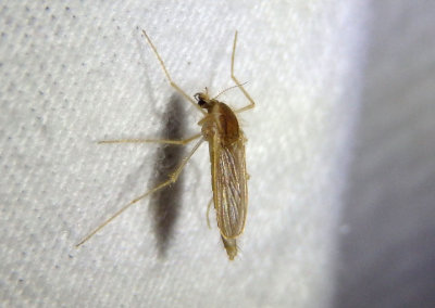 Chaoborus Midge species; female