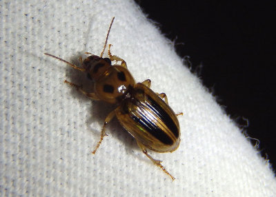 Stenolophus lineola; Seedcorn Beetle species