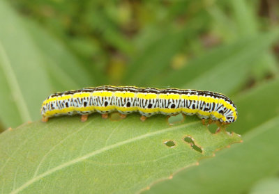 10293 - Melanchra picta; Zebra Caterpillar 