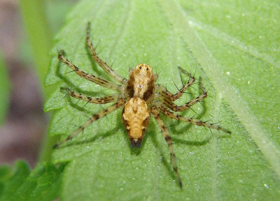 Oxyopes scalaris; Western Lynx Spider; female