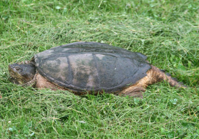 Common Snapping Turtle