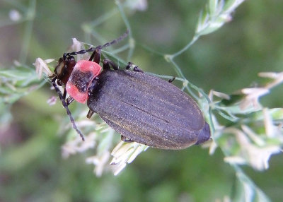 Podabrus tricostatus; Soldier Beetle species