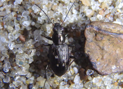 Bembidion inaequale; Ground Beetle species