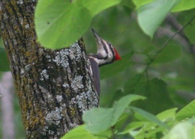 Pileated Woodpecker; female