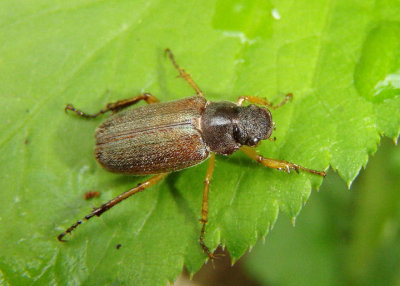 Dichelonyx linearis; June Beetle species