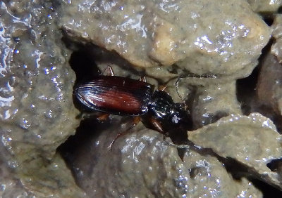 Bembidion Ground Beetle species