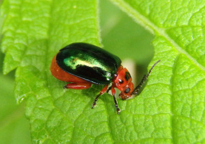Kuschelina gibbitarsa; Flea Beetle species