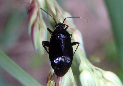 Metriorrhynchomiris dislocatus; Plant Bug species