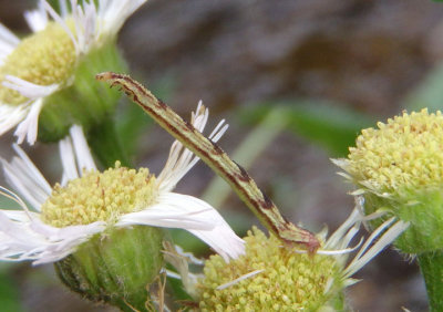 7449-7605 - Eupithecia Geometrid Moth species caterpillar