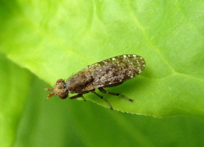 Dictya Marsh Fly species