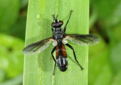 Cylindromyia Tachinid Fly species