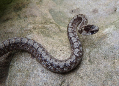 DeKay's Brown Snake