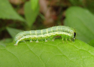 9454 - Loscopia velata; Veiled Ear Moth caterpillar