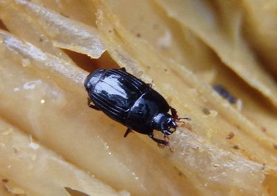 Platysoma Clown Beetle species