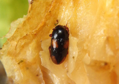 Dacne quadrimaculata; Pleasing Fungus Beetle species