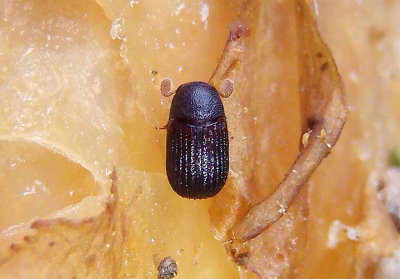 Rhipidandrus paradoxus; Darkling Beetle species