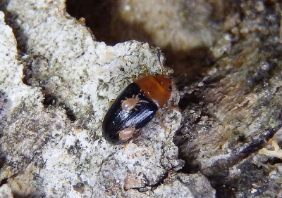 Triplax Pleasing Fungus Beetle species