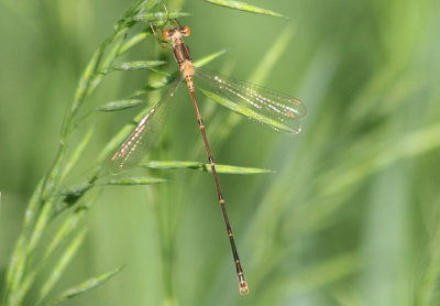 Lestes rectangularis; Slender Spreadwing; young male