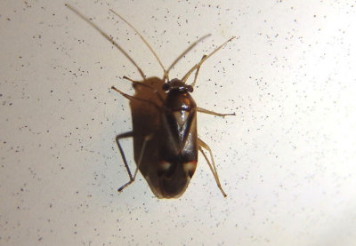 Bolteria luteifrons; Plant Bug species