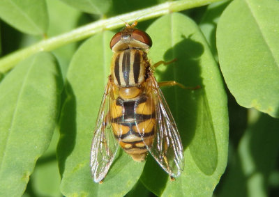 Parhelophilus Syrphid Fly species
