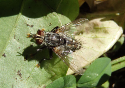 Tachinomyia Tachinid Fly species