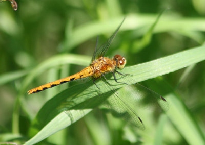Sympetrum obtrusum; White-Faced Meadowhawk; young male