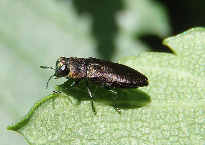 Haplanthaxia Metallic Wood-boring Beetle species 