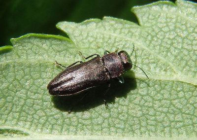Haplanthaxia Metallic Wood-boring Beetle species
