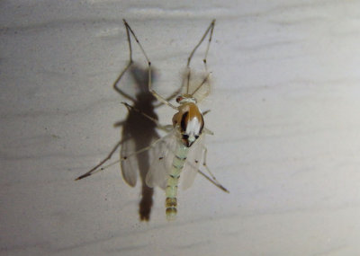 Coelotanypus concinnus; Midge species; male