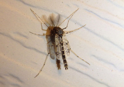 Ablabesmyia Midge species; male