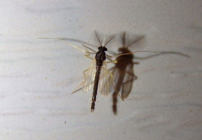 Polypedilum Midge species; male