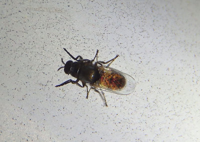 Simuliidae Black Fly species