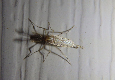 Sayomyia Phantom Midge species; male