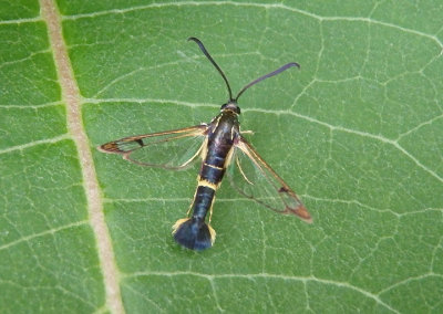 2549 - Synanthedon scitula; Dogwood Borer Moth; male