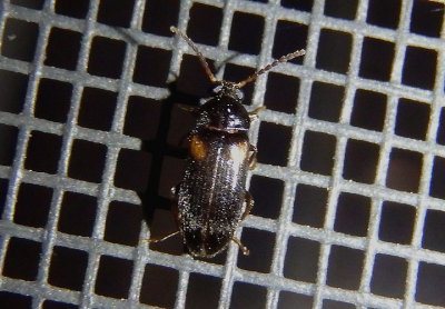 Mycetochara fraterna; Comb-clawed Beetle species