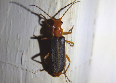 Podabrus Soldier Beetle species
