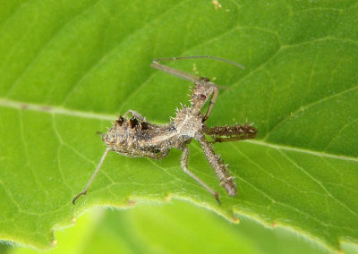 Sinea Assassin Bug species nymph