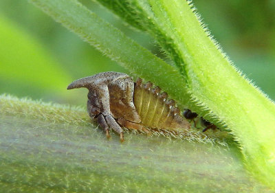 Campylenchia latipes; Widefooted Treehopper nymph