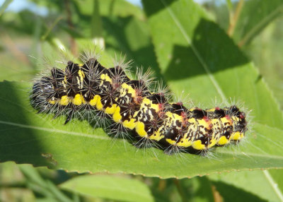 9272 - Acronicta oblinita; Smeared Dagger Moth caterpillar