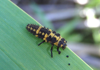 Coleomegilla maculata lengi; Spotted Lady Beetle larva