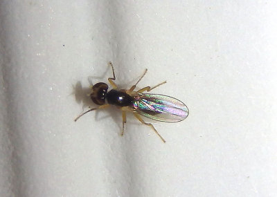 Mumetopia occipitalis; Fly species