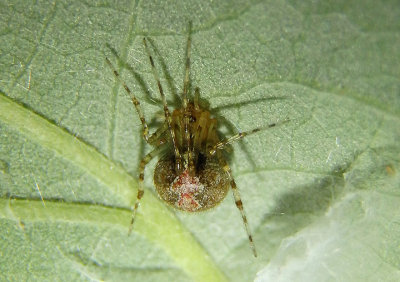 Theridion Cobweb Spider species
