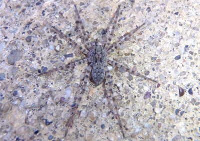 Pardosa Thin-legged Wolf Spider species