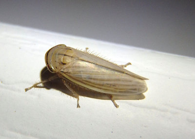 Athysanus argentarius; Silver Leafhopper; exotic