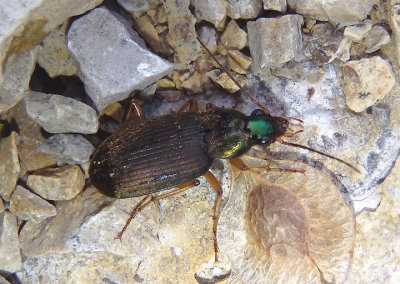 Chlaenius tricolor; Vivid Metallic Ground Beetle species