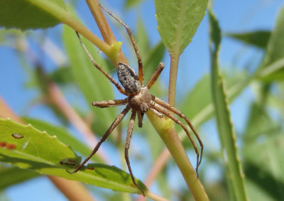 Philodromidae Running Crab Spider species