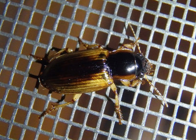 Anisodactylus discoideus; Ground Beetle species