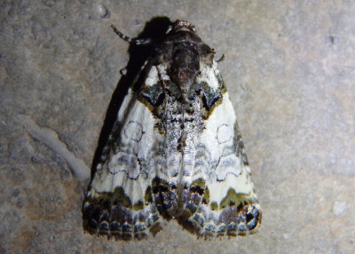 9062 - Cerma cerintha; Tufted Bird-dropping Moth