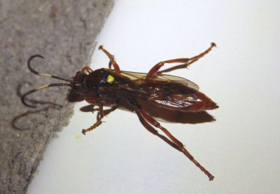 Ichneumonini Ichneumon Wasp species; female