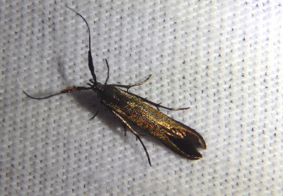 1387 - Coleophora mayrella; Metallic Coleophora Moth